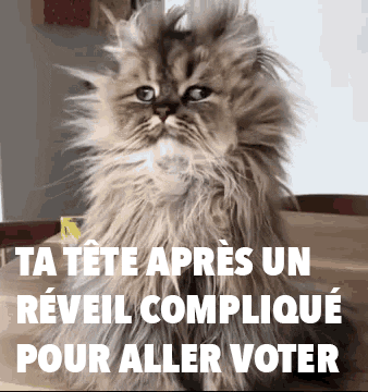 Parti_socialiste giphyupload cat vote election GIF