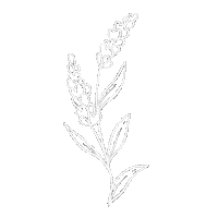 steph_fireflyatelier nature flower minimal plant Sticker