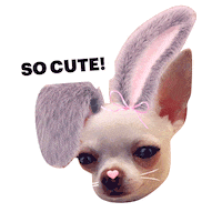 Cute Dog Sticker