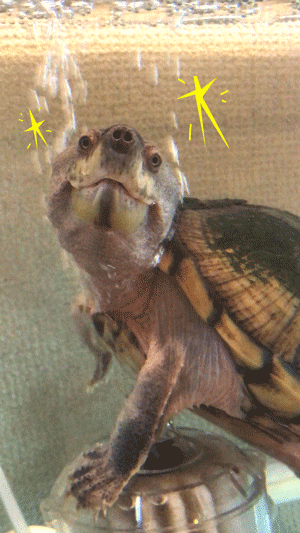 Happy Beauty GIF by curly_mads