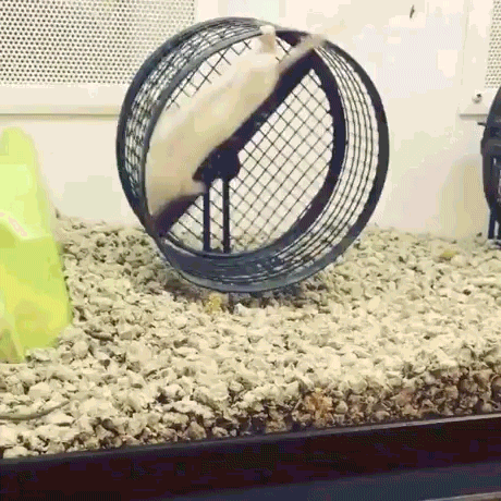 hamster GIF