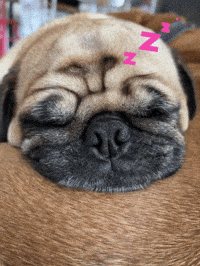 Tired Dog GIF