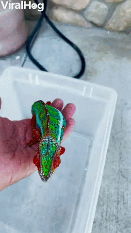 Colorful Chameleon Found in California Suburb