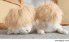 wigs GIF