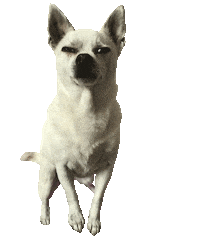 Dog Wow Sticker by Tales&Tails