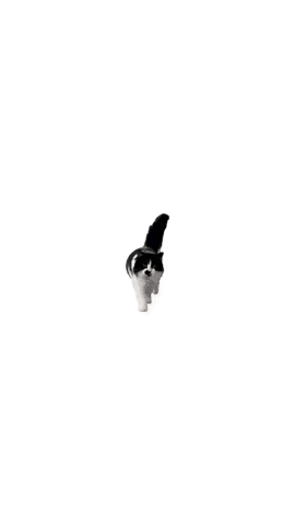 Cute Cat GIF