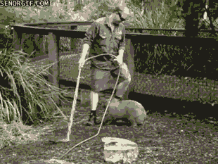 rubs wombats GIF by Cheezburger
