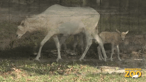 Oh Boy Running GIF by Brookfield Zoo