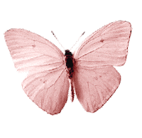 Butterfly Sticker by Frasier Sterling Jewelry