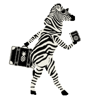 Travel Zebra Sticker by Michelle Rago Destinations