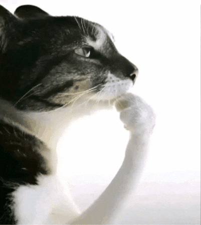 Cat GIF