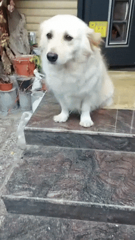cuteanimalland giphyupload GIF