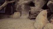 sandiegozoo cat animals nature cats GIF
