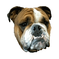 english bulldog dog Sticker by grittymovement