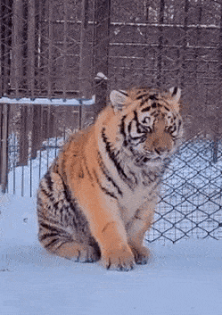 cuteanimalland giphyupload GIF