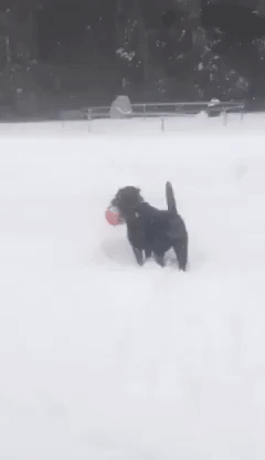 Canadian Dog Loves the Blizzard