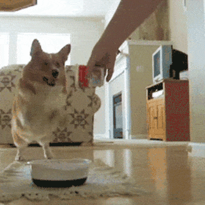 Video gif. A Corgi is jumping excitedly while they watch their kibble being poured into their bowl. They can't contain their excitement and their tongue pops out in anticipation.