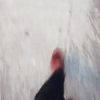 walkthewalk GIF by hazelst
