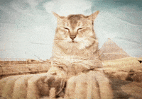 Mei Mei Cat GIF