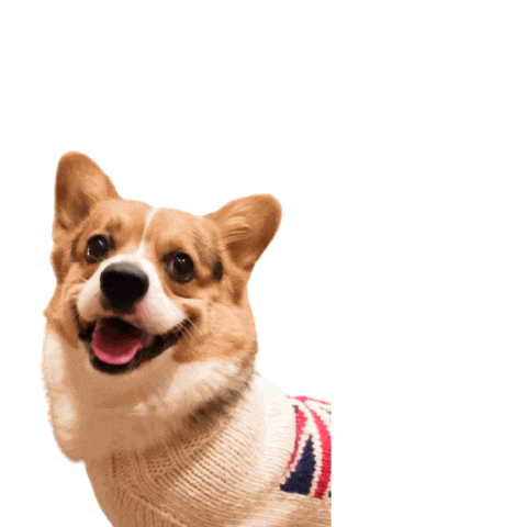 Corgi Polish Sticker