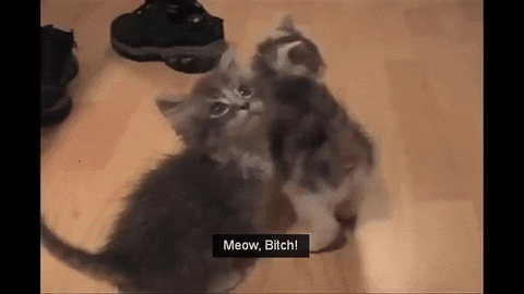 meow GIF