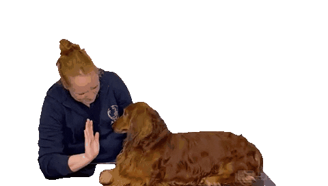 Jkbalance giphyupload highfive dachshund hond Sticker