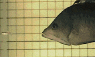 fish mouths GIF