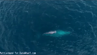 Mother and Baby Gray Whale Spotted Off Dana Point