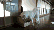 box tears GIF
