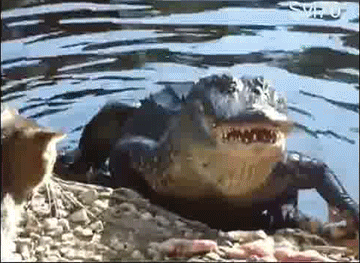 Cat Alligator GIF