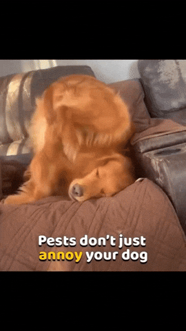 Your GIF