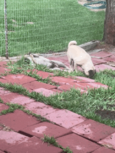 MrsGrayMarlin giphyupload GIF