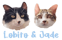 Cat Sticker