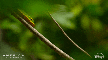 America Crawl GIF by Nat Geo Wild