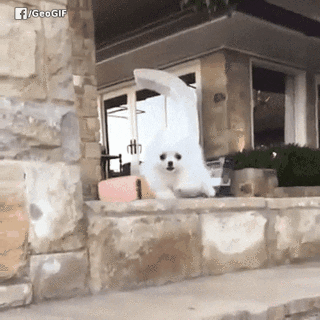Video gif. White Pomeranian puppy boldly attempts to climb down the steps, which progressively goes downhill as it falls on its face on the first landing and then flips over the second step before literally exploding into flames.