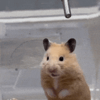 Uh Oh What GIF