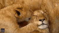 Blissed-Out Lion Cub Does Not Mind Having Its Ear Suckled at African Park