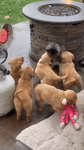 cuteanimalland giphyupload GIF