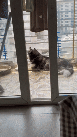 cuteanimalland giphyupload GIF