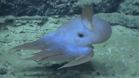 OceanaOrg giphygifmaker octopus oceans dumbo GIF