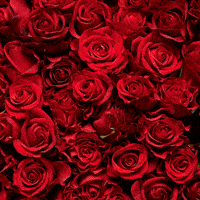 St Valentines Day Love GIF