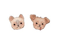 Yorkie Sticker