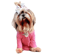 Cute Puppy Sticker