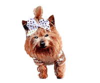 Yorkie Sticker