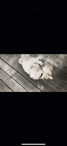 Tvln GIF by The Vanlife Network