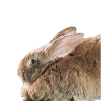 Fun No Sticker by Peter Rabbit Movie