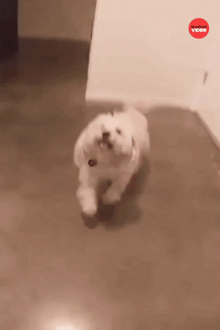 Dogs GIF by BuzzFeed