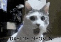 Ne What GIF