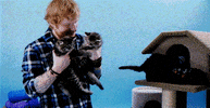 much music cats GIF by Much