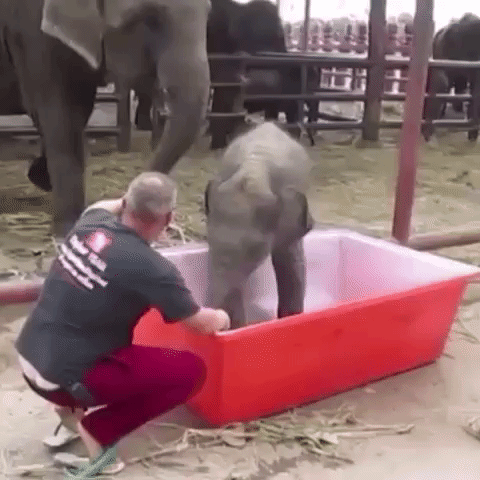 elephant GIF by The Videobook